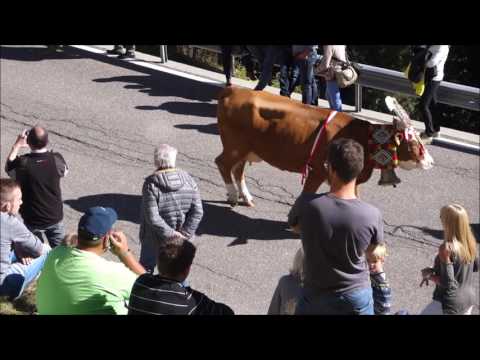 Rein in Taufers, Almabtrieb 16.10.2016
