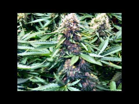 wordsound i-powa - dungeon of dub