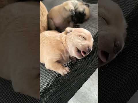 Golden Retriever Puppies That’ll Heal Your Soul