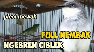 Download lagu tembakan pleci ini bikin semuanya ingin punya materi pleci ngebren ciblek seperti ini mp3