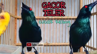 Download lagu SANG GURU VOCAL cucak Keling gacor teler full isian mp3 Download lagu SANG GURU VOCAL cucak Keling gacor teler full isian mp3