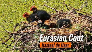 Eurasian Coot