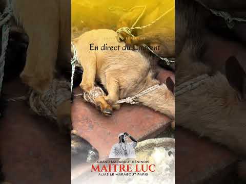 Rituel vaudou au temple de Sakété, Bénin