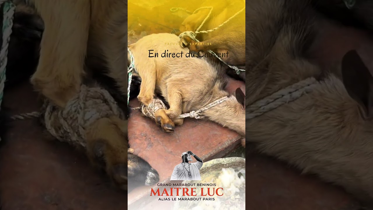 Rituel vodun traditionnel filmé au temple de Sakété, Bénin