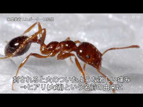 ソレノプシスについて詳しく解説