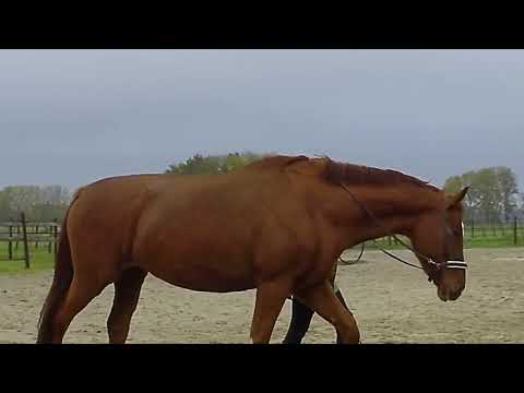 , title : 'Hoe ga ik van start met werk aan de hand bij een nieuw paard?'