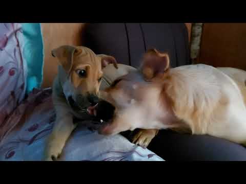 Pacman and JunJun, dogs bonding