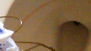 Don't bathe your snakes in the toilet, people. Use the tub! (More Toilet Snake buzz.)