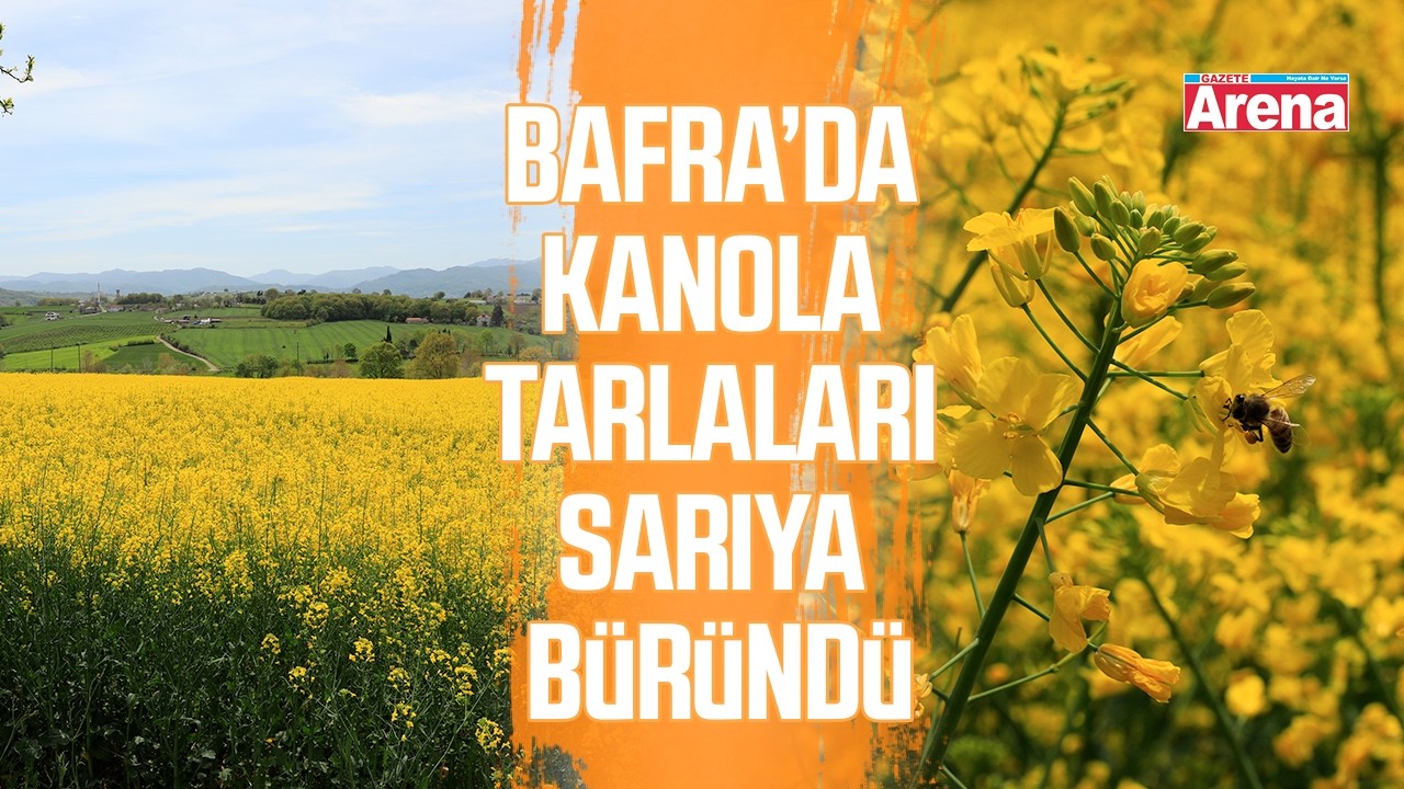 Bafra’da kanola tarlaları sarıya büründü