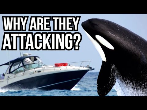 3 Potential Reasons Why Orcas Are Attacking Boats