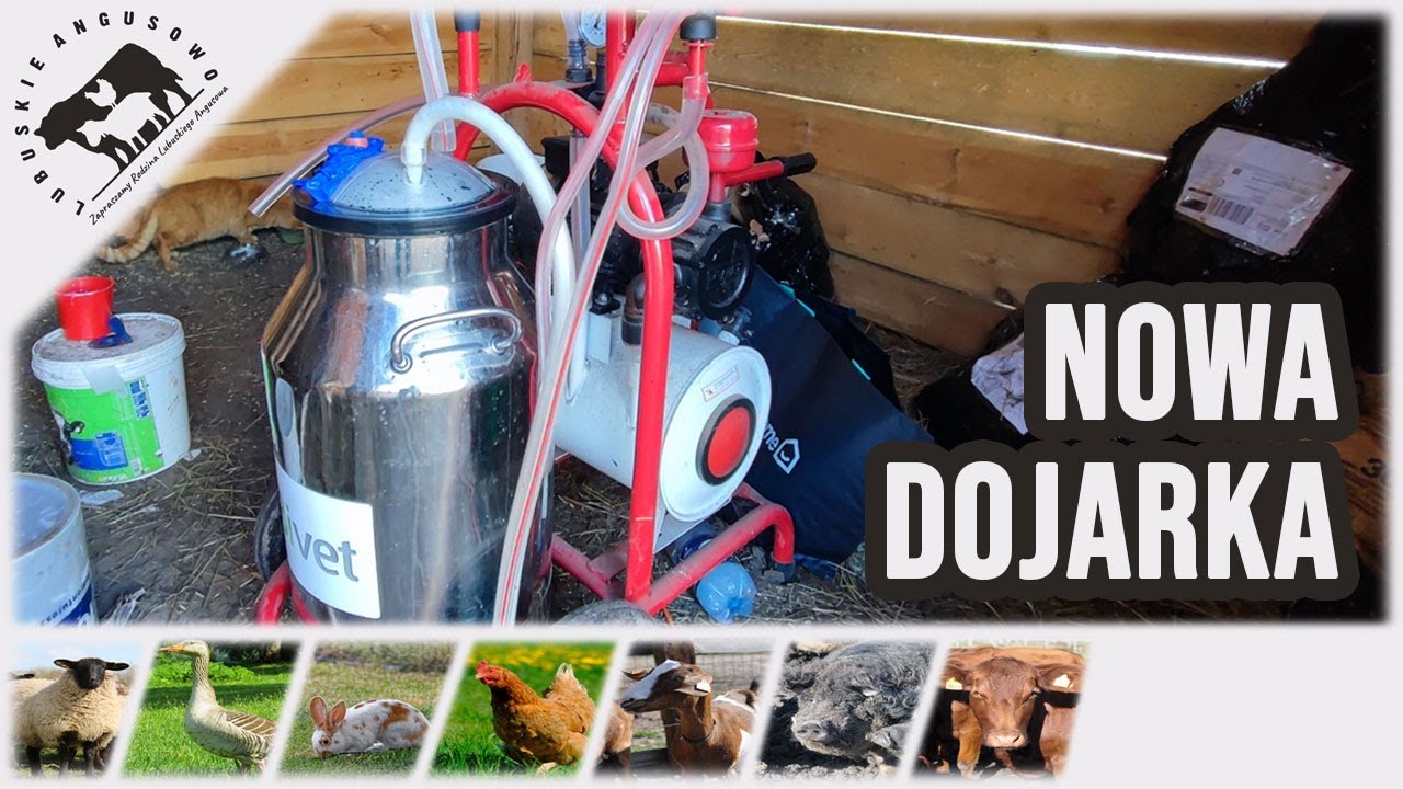 Lubuskie Angusowo - S5 E12 - Nowa dojarka Bivet
