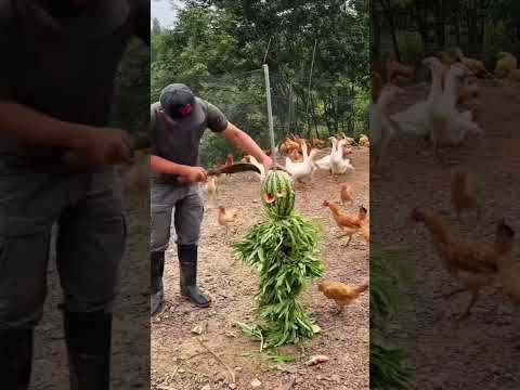 Chinês alimentando galinhas