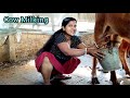 Deshi Cow Milking In Village Beautiful Girl