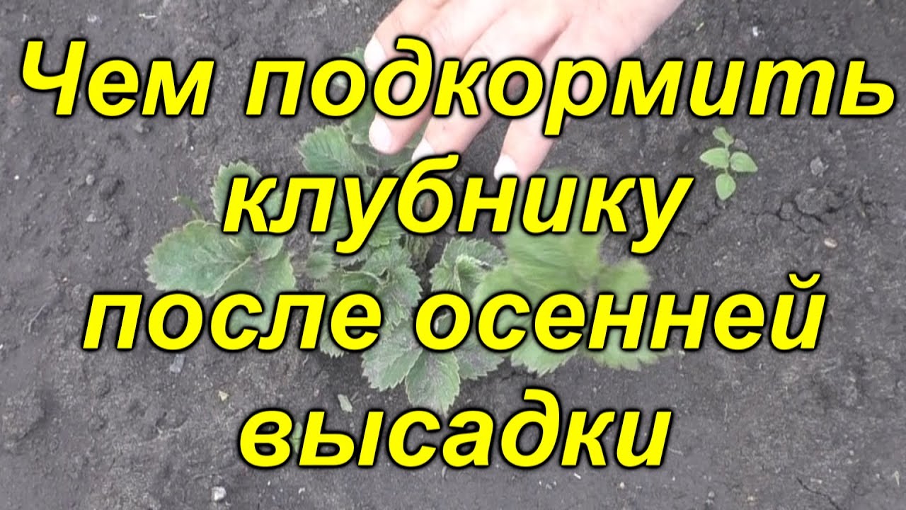 Чем нужно подкормить клубнику после осенней посадки.