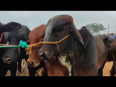 feira do gado de Buíque PE dia 25/04 2026