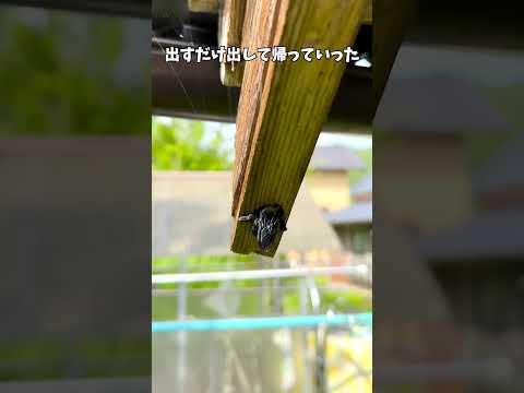 スイートピーを食べるクマバチ