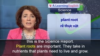 Phát âm chuẩn - Anh ngữ đặc biệt: Secret Life of Roots (VOA)