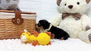 ハーフ犬の動画01