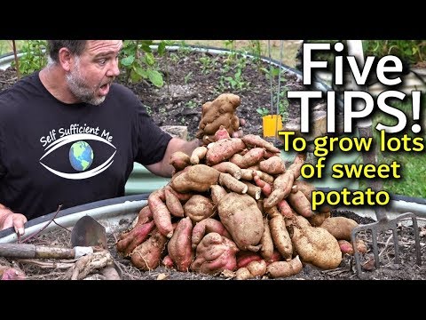 image-What's the best fertilizer for sweet potatoes?