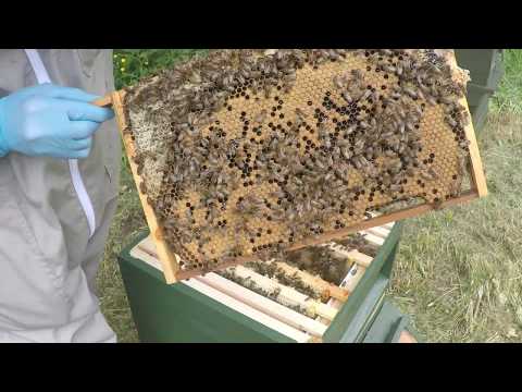 New UK Beekeeper Blog #4 - 1st Full Inspection (Hive #1)
