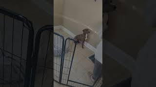 Video preview image #1 American Pit Bull Terrier-Labrador Retriever Mix Puppy For Sale in Oakhurst, NJ, USA