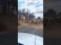 Zebra Crossing