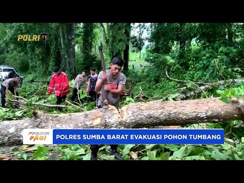 POLRES SUMBA BARAT LAKUKAN PENANGANAN POHON TUMBANG YANG SEBABKAN JALAN TRANSSUMBA TERBLOKADE