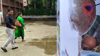 জাতীয় ইদুর নিধন অভিযান ২০১৯