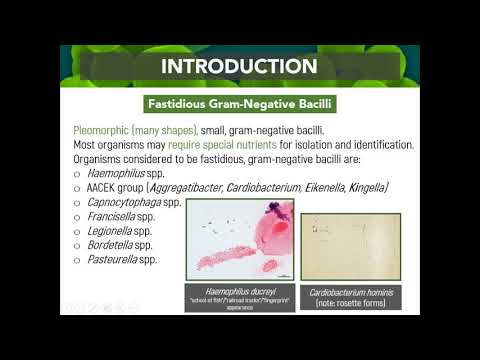 MT Pre-Recorded Lectures | MT 37:  Biochemical Testing (Fastidious Gram Negative Bacilli)