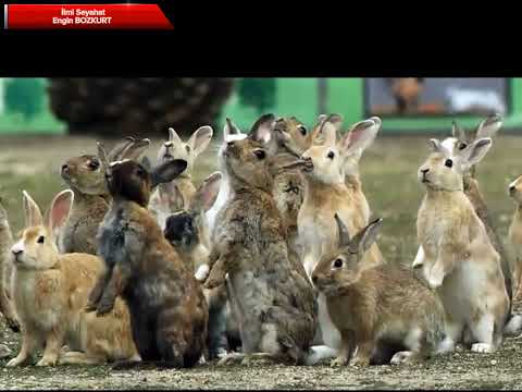 Tavşanlara yenilen, Dünya Fatih'i Napolyon Bonapart'ın hikayesi