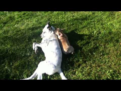 Der Kampf der Titanen Manshiii vs. Gina