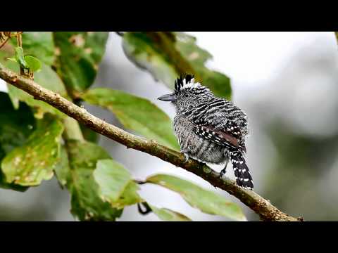 Thamnophilus doliatus