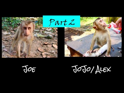 JoJo To Joe - Part 2