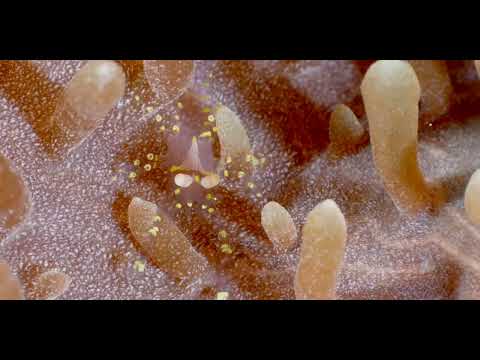 25 Shrimp D - scuba diving video