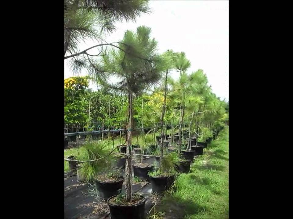 Pinus elliottii, also known as Slash Pine - YouTube