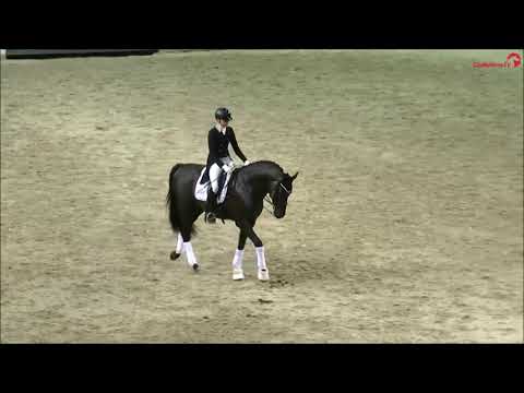 Bernay Hengstgala K+K Cup Münster 2020