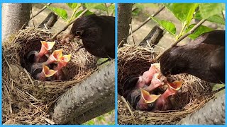 【野鳥の雛】野生の親鳥　ツバメの雛(ヒナ)の口にせっせと餌を運ぶ Swallows  Feeding #Shorts