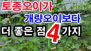 토종오이가 개량오이(다다기오이,가시오이)보다 좋은 점 4가지(토종오이 특징, 토종오이 열림, 토종오이 맛, …