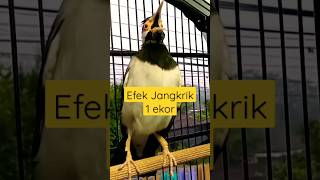 Download lagu [asmr] Merawat Jalak Suren Agar Cepat Gacor Dengan Pakan Berprotein. Dan Juga... #jalaksurengacor mp3