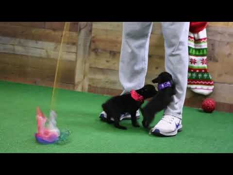 Zamora Zarela December 22, 2018