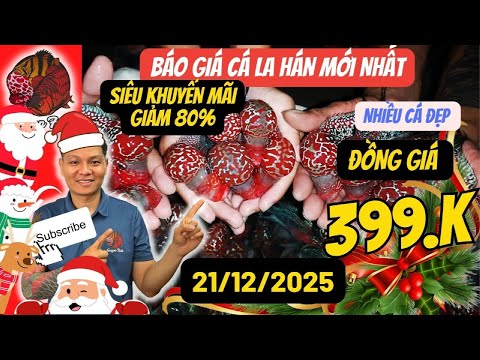 Sale lớn giảm 80% Cá La Hán chỉ 399K