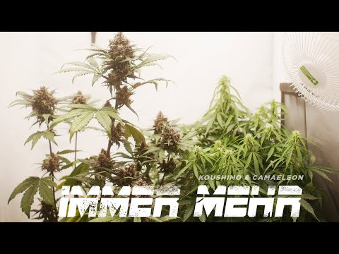 KOUSHINO X CAMAELEON - IMMER MEHR (prod. KUSHBRINGER)