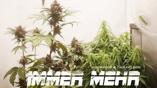 Immer Mehr Lyrics English Translation