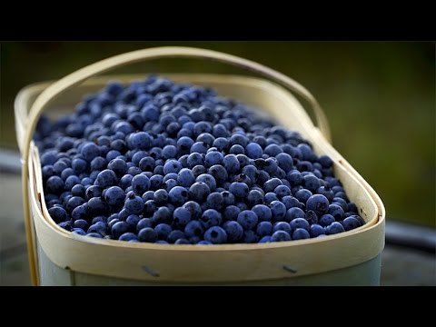 Saint-Félicien Wild Blueberries | WE ARE THE BEST