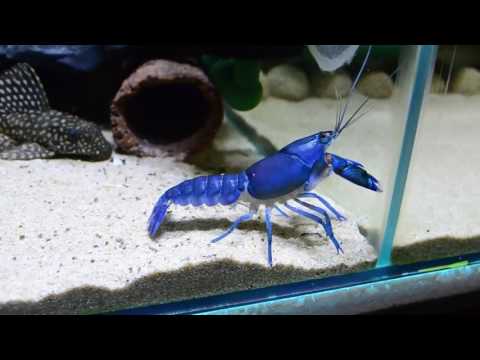Meet My Cherax Destructor, Blue Crayfish Aquarium Lovers Fish Tank Fishkeeping Cool