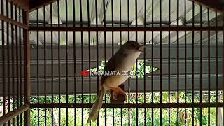 Download lagu ciblek tebu full gacor narung. mp3