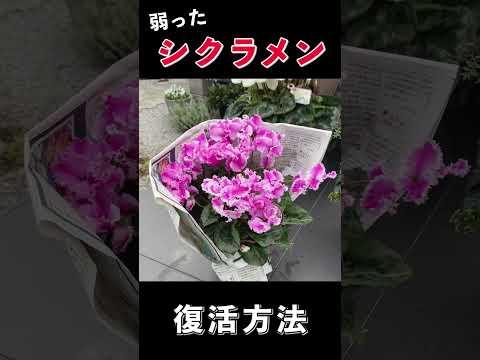シクラメン・シリシウムについて詳しく解説