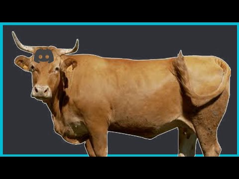 Caçando Gados no Discord