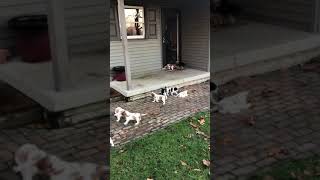 Cavalier King Charles Spaniel Puppies Videos