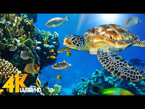 [NEW] 11HRS Stunning 4K Underwater Wonders + Relaxing Music | Coral Reefs & Colorful Sea Life